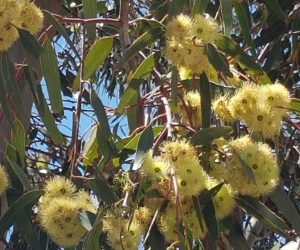 eucalyptusinflower