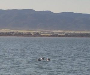 pelicans